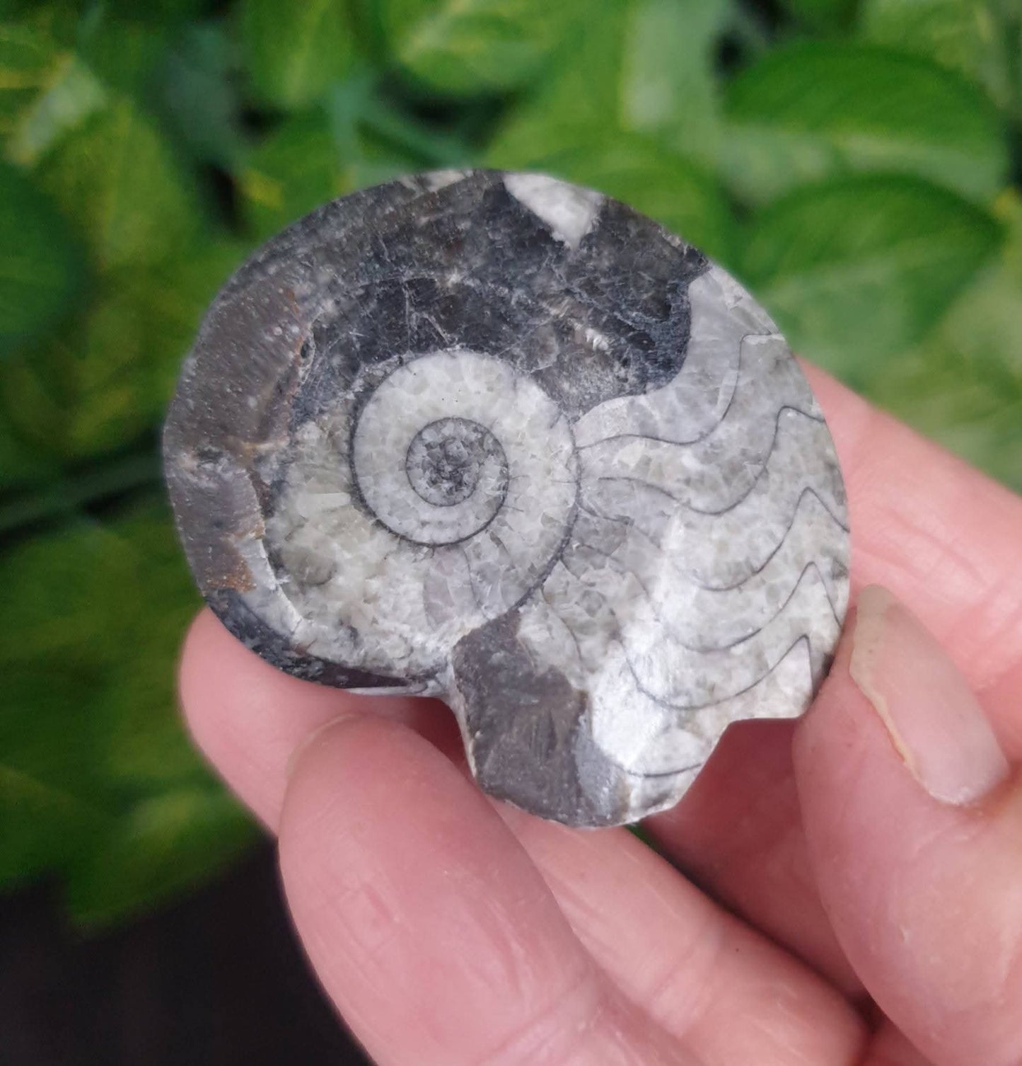 GONIATITES