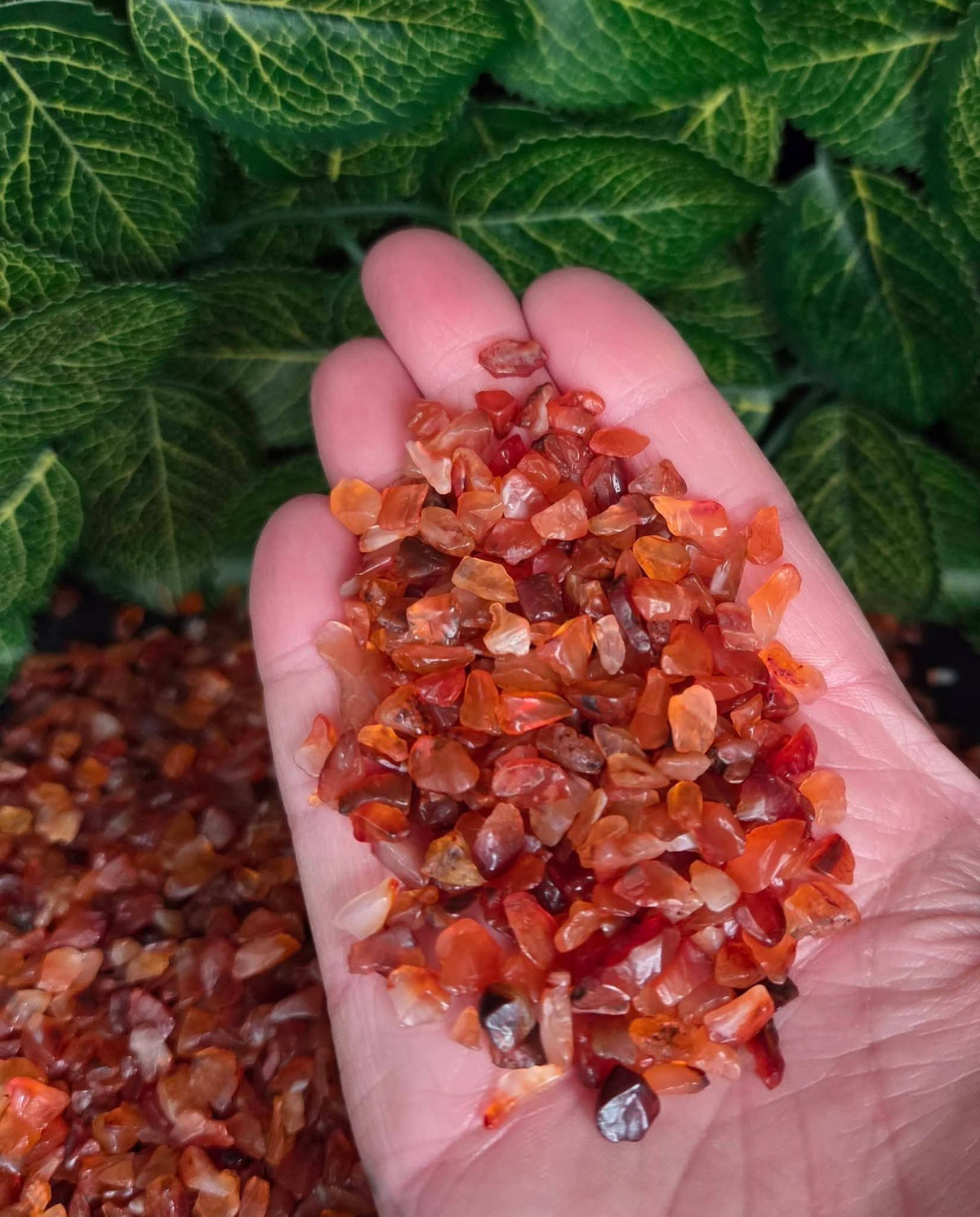 CARNELIAN CHIPS