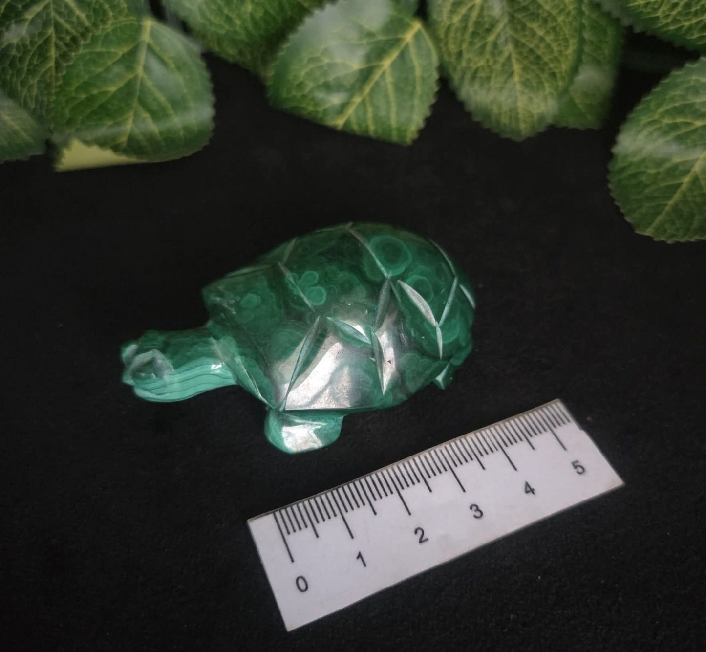 MALACHITE TURTLE