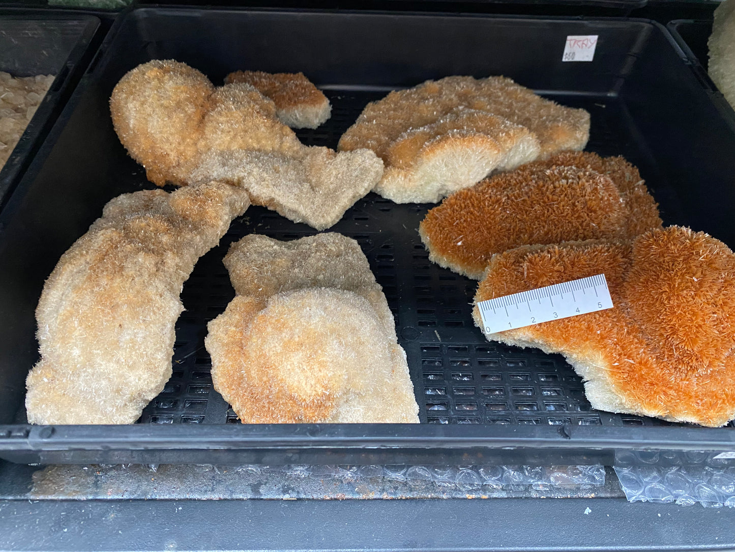 Orange Halite