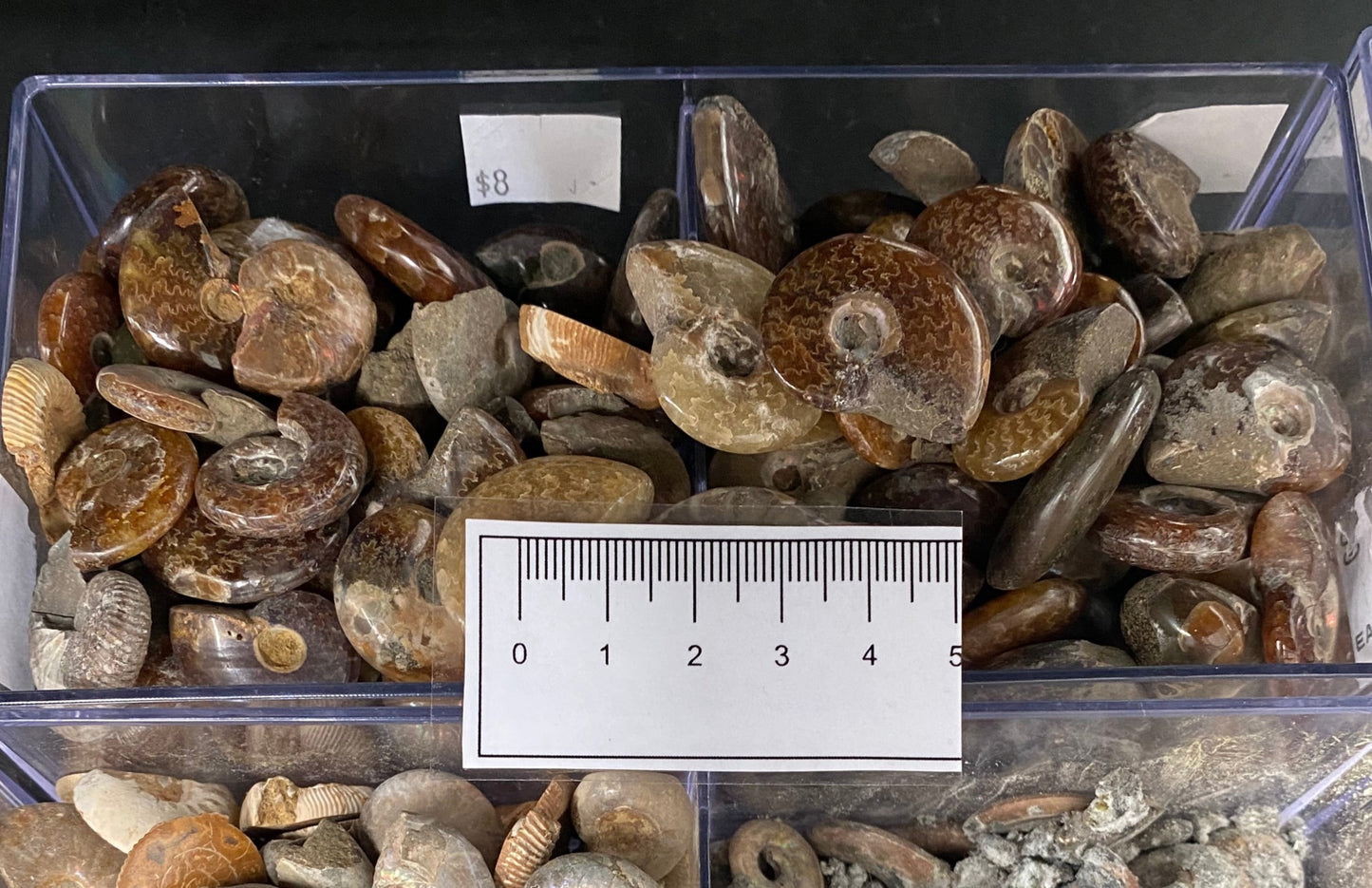 Ammonite Specimens