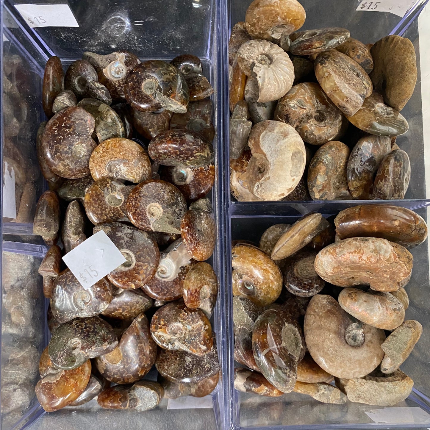 Ammonite Specimens