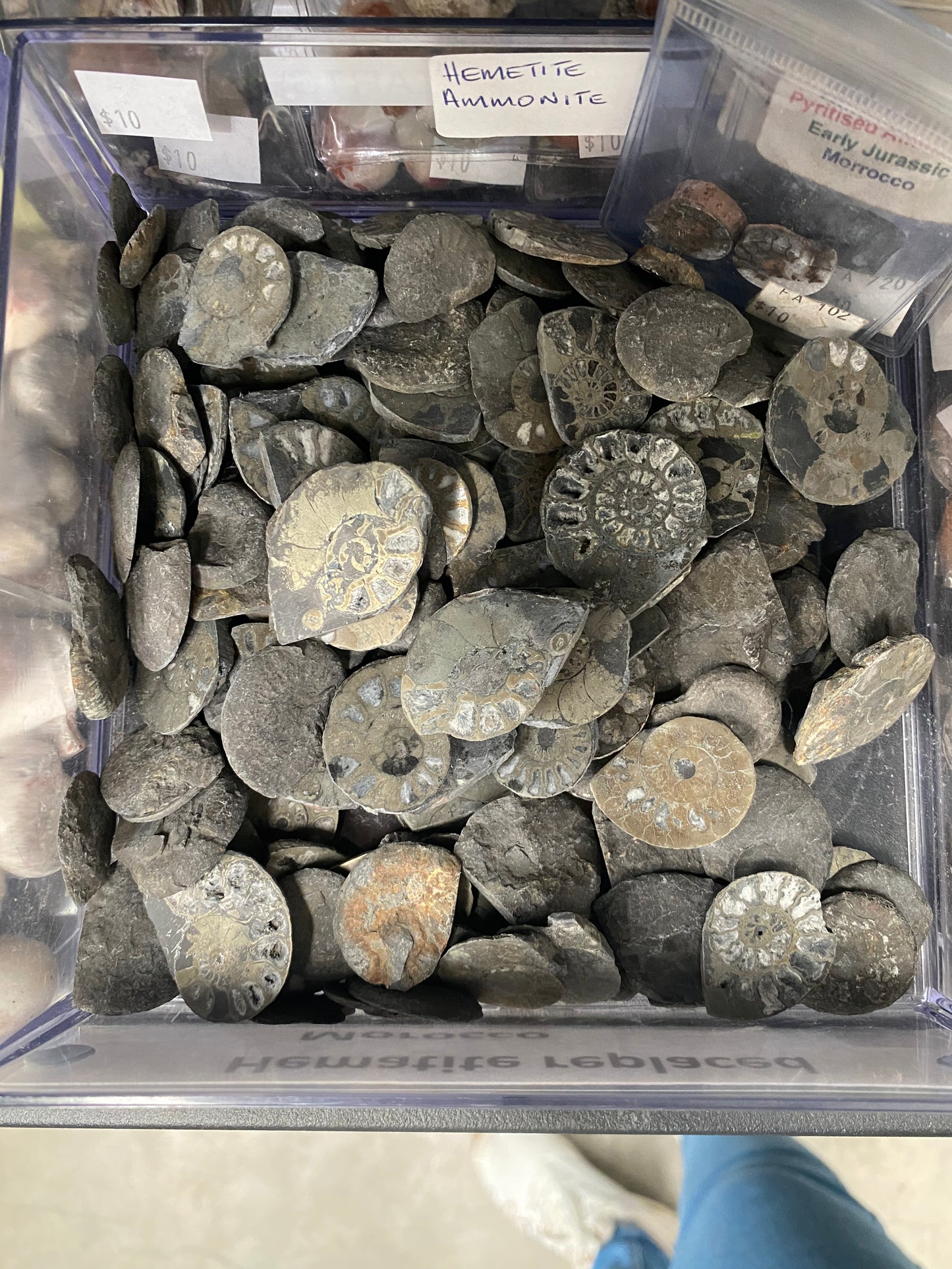 Hematite Ammonite Specimens