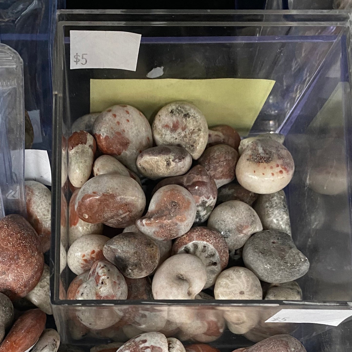Mini Ammonite Specimen - Metalegoceras evolutum