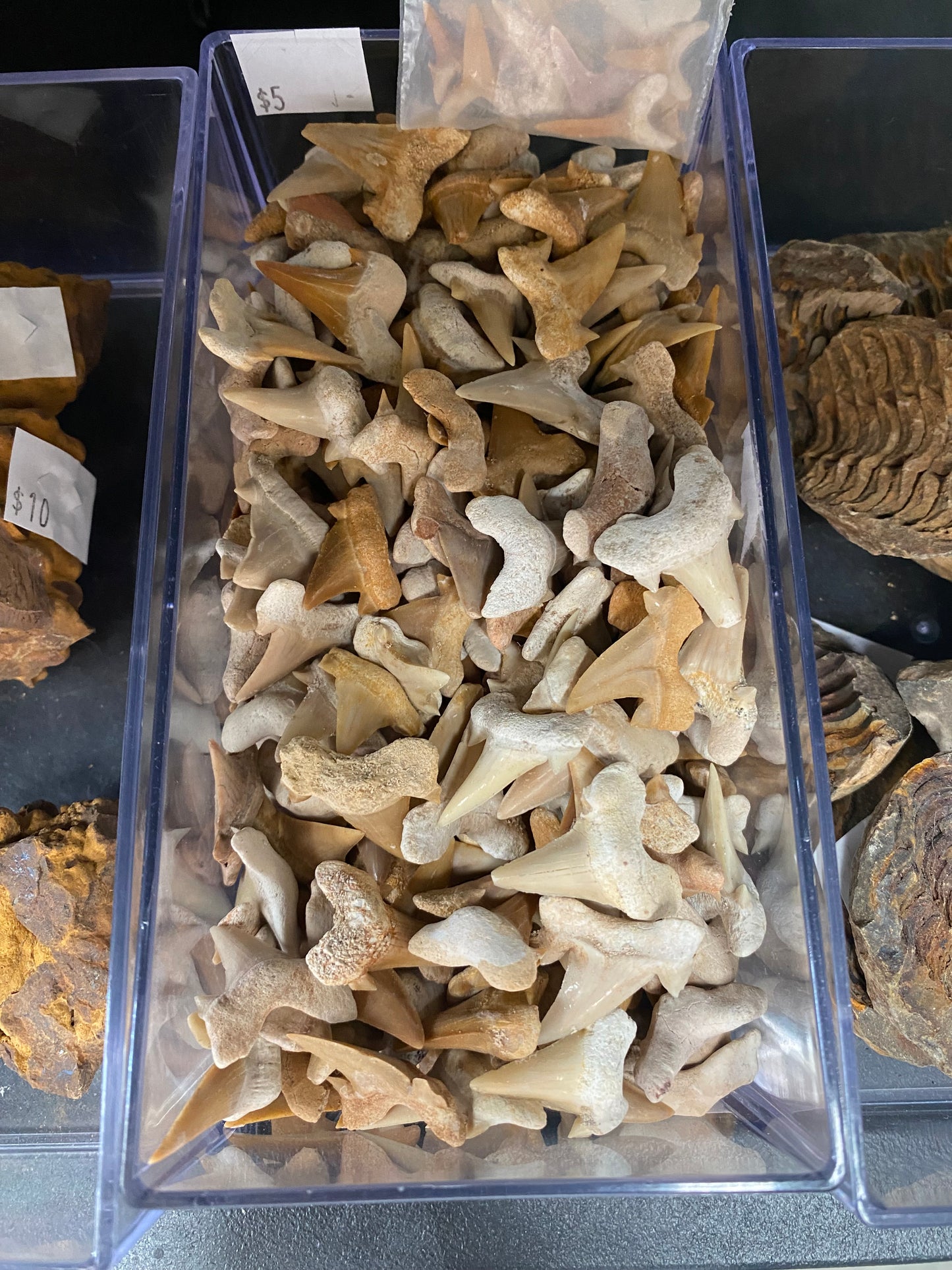 Assorted Fossil Shark Teeth