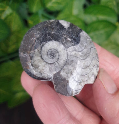 GONIATITES