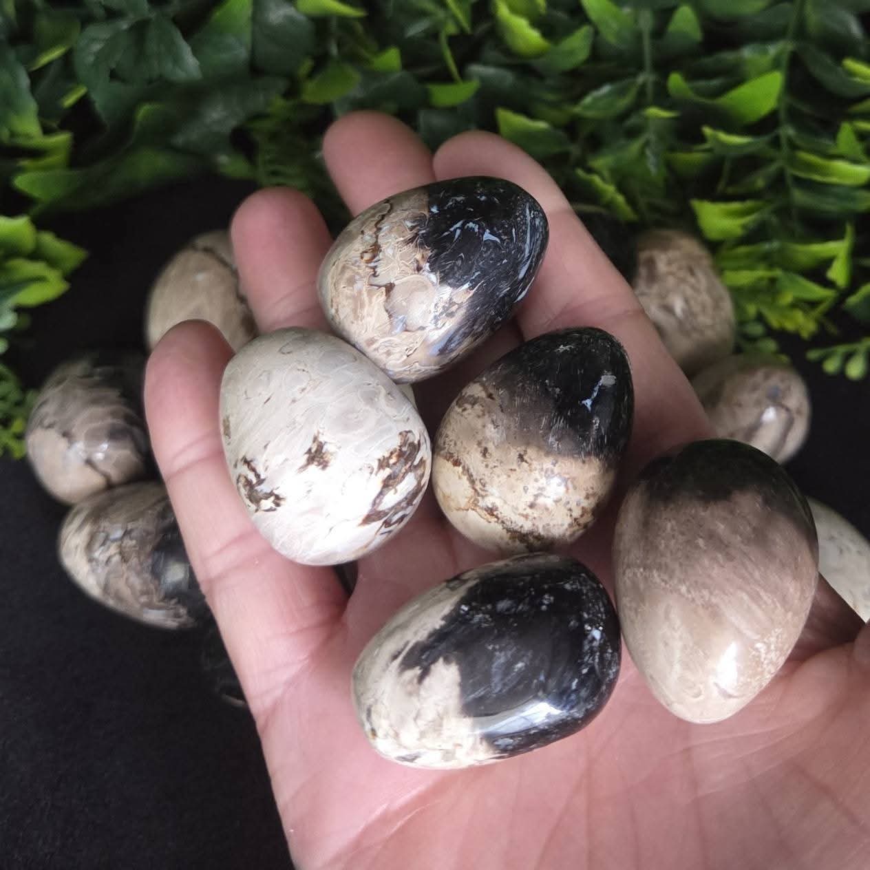 PALM ROOT EGGS - 500g