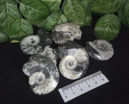GONIATITES