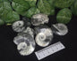 GONIATITES