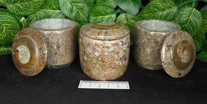 GONIATITE TRINKET BOX