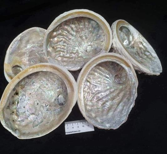 CLEANED ABALONE SHELLS