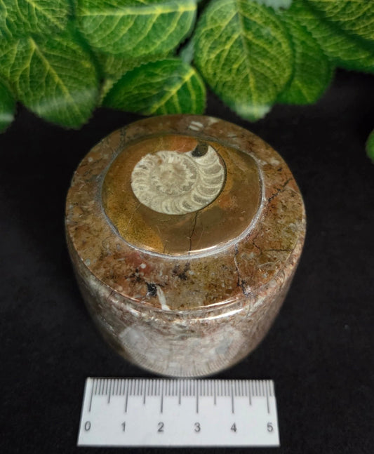 GONIATITE TRINKET BOX