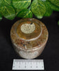 GONIATITE TRINKET BOX