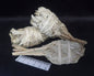 WHITE SAGE TORCH