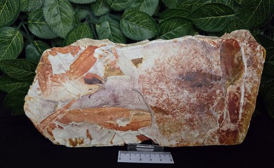 GONDWANA LEAF FOSSIL