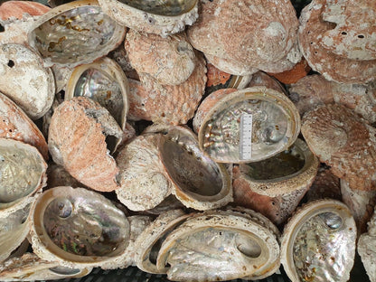 CLEANED ABALONE SHELLS