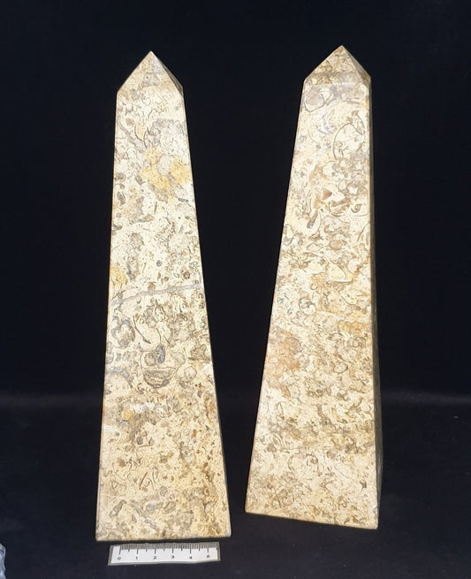 FOSSIL CORAL TOWER 10INCH