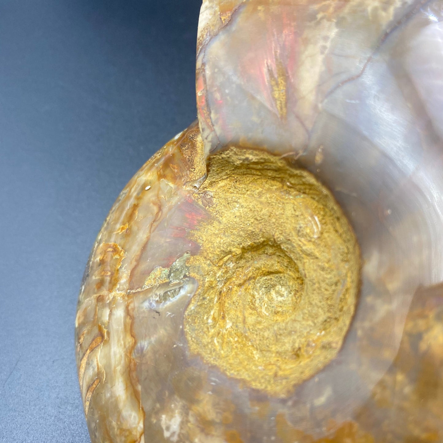 Ammonite Perisphinctes specimen