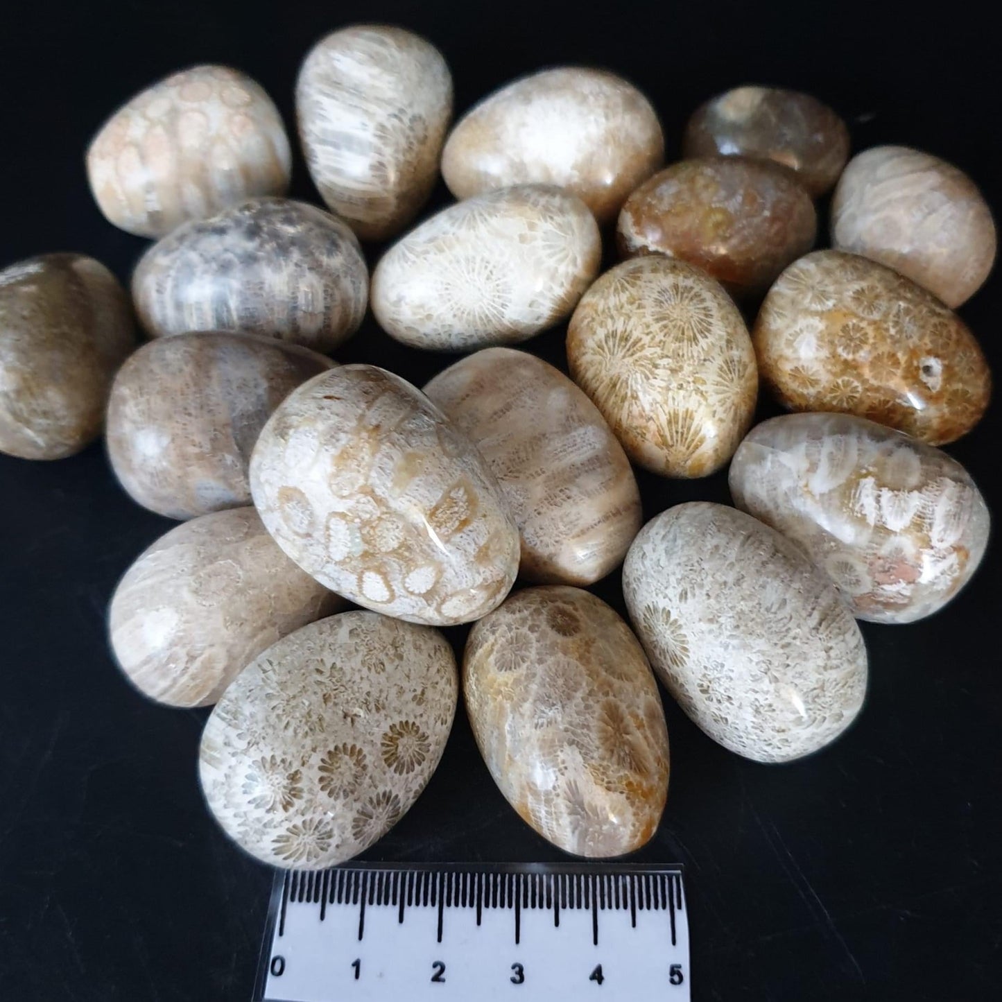 Fossil Coral Eggs - 500g
