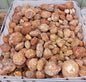 Thunder Egg (Type A) Rough Rock - 3kg