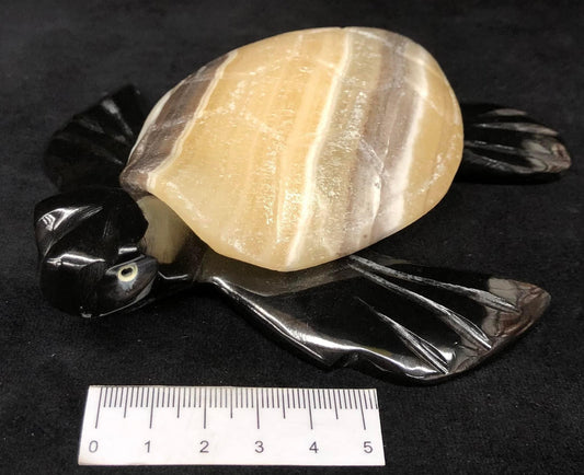 Zebra Aragonite Turtle