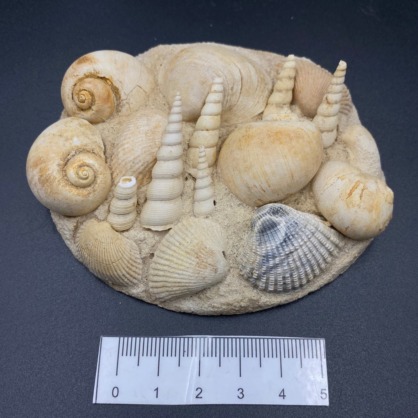 Various Fossil Shells