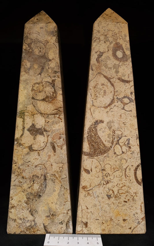 Fossil Coral Tower