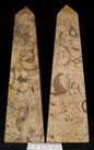 Fossil Coral Tower