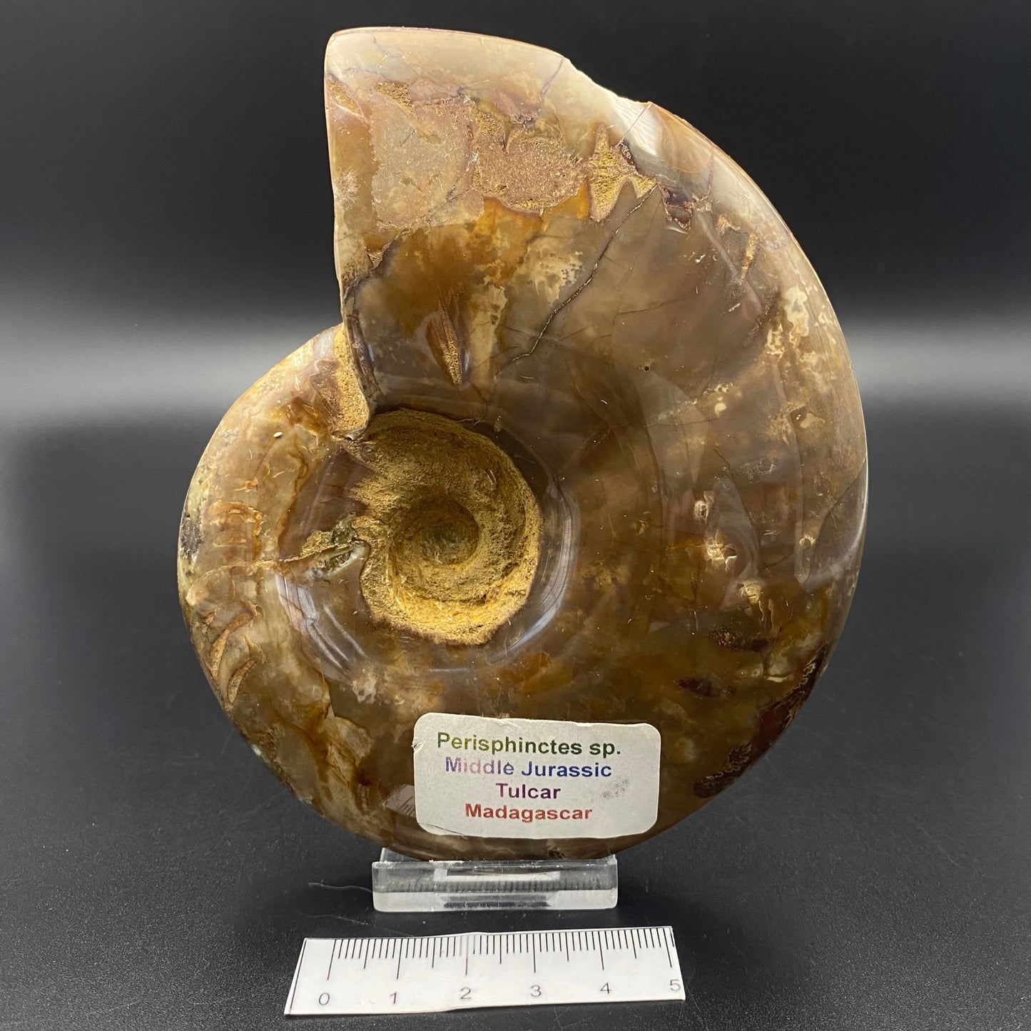 Ammonite Perisphinctes specimen